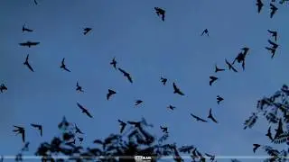 Volcan de los Murcielagos