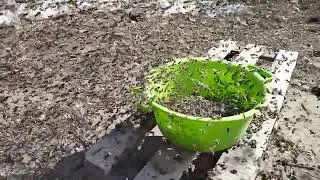 Бакфаст и соевая мука
