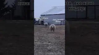 Я приходжу додому з магазину