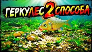 2 способа приготовления геркулеса для ловли карася и плотвы