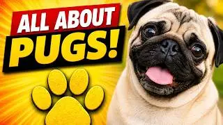 Pug Dog Breed Guide Everything You Need to Know Before Getting a Pug