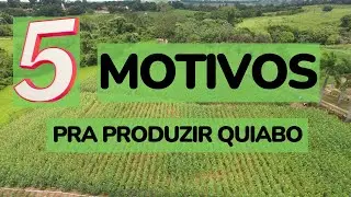 5 Motivos para Produzir Quiabo