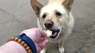 видосик