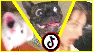 more tiktok pets doing funny things compilation: Oh no no no no no memes for a dopamine boost