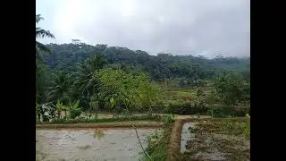 PESAWAHAN DI PAGI HARI BIKIN SEJUK