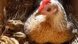 Organic Quail Hatched & Raised with a Mother Hen.  Nos Cailles bio Crias de codorniz SUB ENG.FR