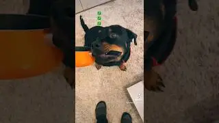 Aegons Hold Challenge! 👀 #dogtrainingtips #petlovers #viralvideo #pettraining #dogtraining