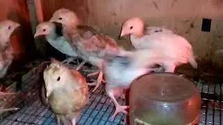 ДЕТСКИЙ САД ДЛЯ ЦЫПЛЯТ!!! ЦЫПЛЯТА РАЗНЫХ ПОРОД!!!!