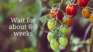 How to grow tomato seeds