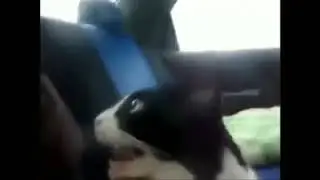Классные котики! Подписывайся на мой канал!
