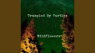 Wildflowers