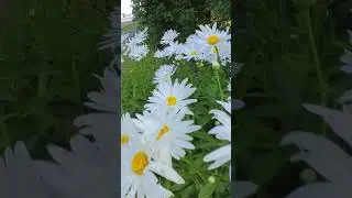 Ромашки