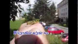 Insekty i owady