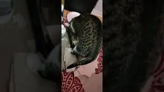Funny cat video