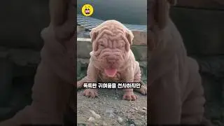 샤페이 주름의 비밀! #animals #shorts