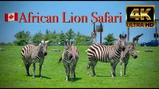 🇨🇦 African Lion Safari,  Cambridge, ON, Canada - May 2024