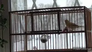 Песня гибрида щегол+канарейка 15.01.2021 год.