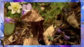 Нежная музыка для души. Распускаются первые весенние цветы