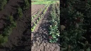 Розы начинают цвести