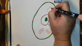 Animal cell 2020