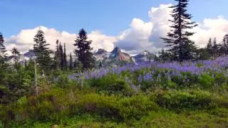 Paradise Meadows at Mt. Rainier