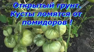 Обзор томатов открытого грунта . Все сорта в одном видео !