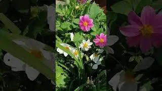 Эксперимент удался. Однолетние георгины.