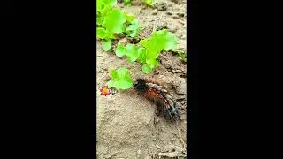 oruga alimentandose de lechuga #shorts #oruga #mariposa #lechuga #alimentando