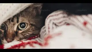 ¿Anorexia en gatos?