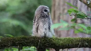 Ears for Owlets