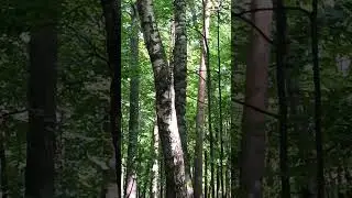 В комменте ссылка на Ру-тьюб не теряйте меня
