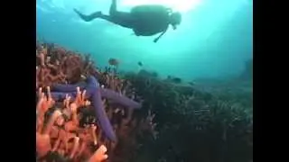 Master Scuba Diver Course, the Elite of recreonational divers.