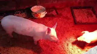Large White Pig Breed/Review/Landrace Crossed with Durk