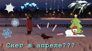 Весенняя прогулка с собакой ши-тцу || Снег в апреле?!