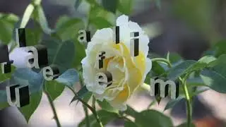 Różane inspiracje