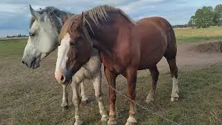 Жеребец Султан в деле