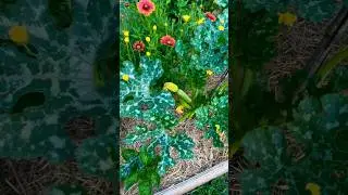 Organic Garden Beauty