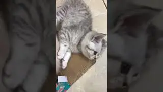 моя игра