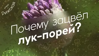 Лук порей зацвёл в первый год? 🧅 Почему?