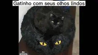 Gatinhos e seus olhos coloridos #shorts