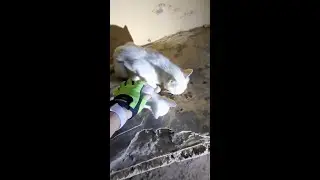 E-Bike Vlog | Feeding Stray Cats