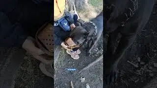 Как приучить собаку к наморднику