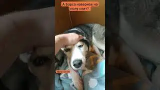 #хаски