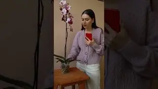 Что делать с орхидей после покупки? 