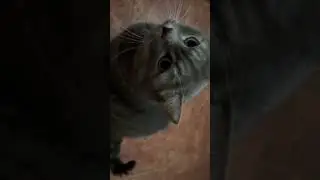 Недогеймер, rust