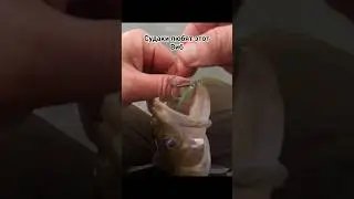 Подход и Поклëвка! Судаки любят этот виб! Бердь 25.11.23 