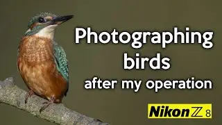 Kingfisher Magic at the Pond | Nikon Z8 Bird Photography