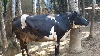 Moo Moo Sounds Animal| Animal eBook