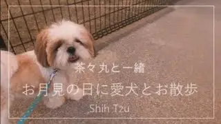 お月見の日の散歩で可愛い子と会いました🥰鼻ぺちゃ族😆