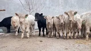 ангус авликол герефорд букалар келди !